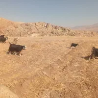 چپش|حیوانات مزرعه|پلدختر, |دیوار