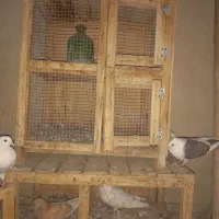 کجه کفتر