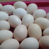 تخم مرغ نطفه دار از هر نوع ونژاد درهم قیمت 20