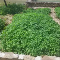 نهال گوجه درجه یک چکی