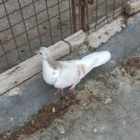 ۸۰۰۰۰۰۰|پرنده|گنبد کاووس, |دیوار