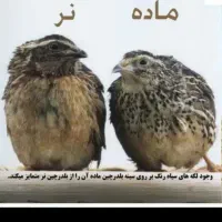 چهار عدد بلدرچین دوتاش ماده دوتاش نر