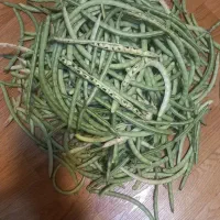 لوبیا چشم بلبلی