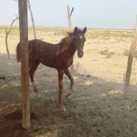 اسب|اسب و تجهیزات اسبسواری|بوشهر, |دیوار