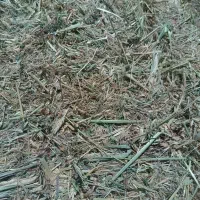 فروش یونجه همراه جو و قره ماش(دن اوتی)