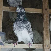 کفتر کپکی گردن کلفت