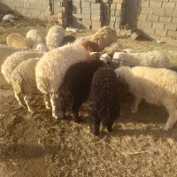 بره نر