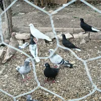 تعدادی کبوتربفروش میرسد