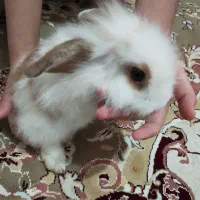 خرگوش لوپ