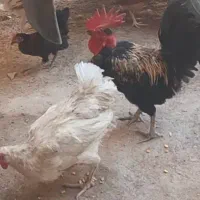 ۱عدد خروس و ۱ عدد مرغ ام عرف