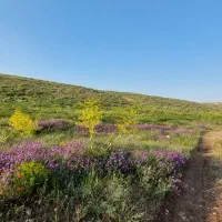 عسل کوه برمان اسفراین