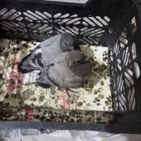 جوجه کبوتر دورگ