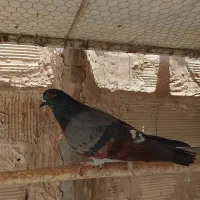 کبوتر پرشی پردم