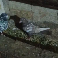 کفتر جفت چل باش و قرمز میس ککل جفت ایناغ