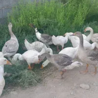 غاز..وغازتاجدارهلندی
