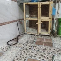 جفت کن کبوتر