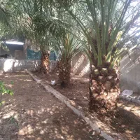 انجام خدمات نخل و مرکبات