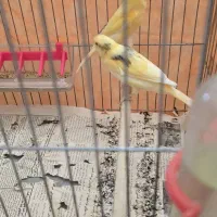 قناری نر و ماده