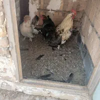 مرغ وخروس پاپر