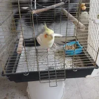عروس هلندی