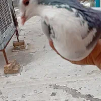 یه نر دمگیر دم پاک ذات بت داره مست