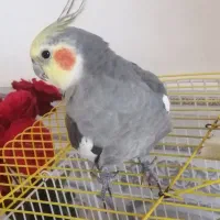 عروس هلندی نر و مرغ عشق
