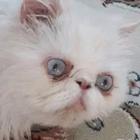 یک جفت گربه پرشین نر و ماده
