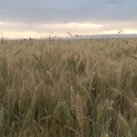 گندم فروشی