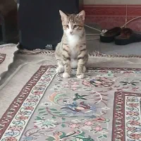 واگذاری بچه گربه