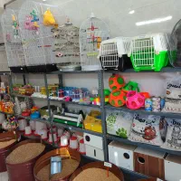 خوراک دام و طیور.ارزن .گندم .ذرت