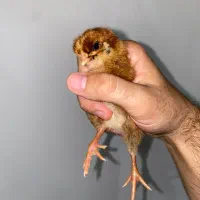 جوجه محلی تخم گذار