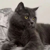 گربه اسکاتیش