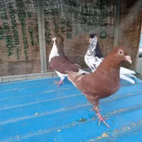 دم سفید چادری شستی