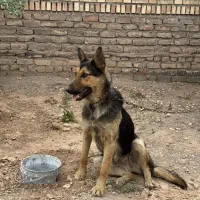 سگ ژرمن|سگ|قائن, |دیوار