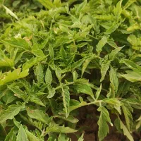 شتل گوجه فرنگی