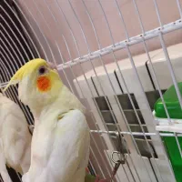 جوجه عروس هلندی