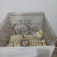 یک جفت عروس هلندی