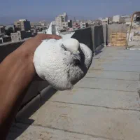 کفتر کله دار