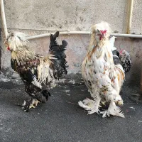 مرغ و خروس زینتی