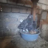 یه جفت هفت‌سنگ دمسفید