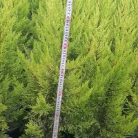 لاوسون (کاج طلایی)آکاو