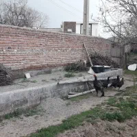 تخم مرغ لاری