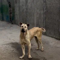 سرابی بز نر