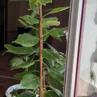 گل و گیاه طبیعی