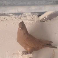 کبوتر