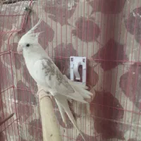 عروس هلندی لوتینو ماده اماده