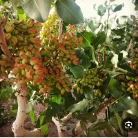مشارکت در باغداری پسته