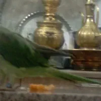 طوطی گمشده..