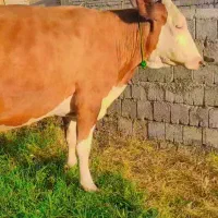 گاوسیمنتال‌قرمز‌تک‌رنگ‌ابستن2شکم