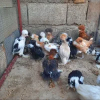 نیمچه|حیوانات مزرعه|شیراز, تحویلی|دیوار
